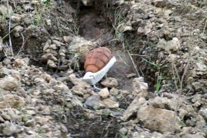 Piknik yapan vatandaşlar el bombası buldu