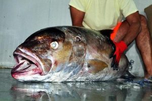 Oltaya 55 kiloluk 'akya' takıldı! G&ouml;renler şaşkın...