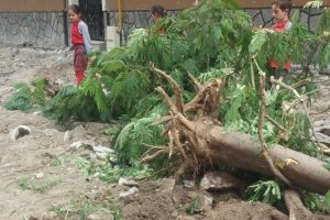 Bursa'da ağa&ccedil; katliamına vatandaştan tepki!
