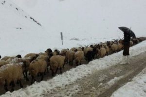 Yaylada mahsur kalan &ccedil;obanlar kurtarıldı