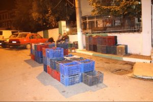 Zeytinde kara yıl