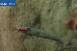 Balığı sırtından bı&ccedil;aklamışlar!