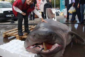 Bursa'da balık&ccedil;ıların ağına 673 kiloluk 'Jaws' takıldı