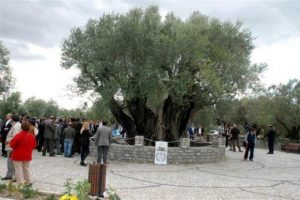 1650 yıllık ağa&ccedil;tan zeytin hasadı