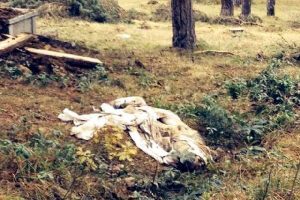 Mezardan &ccedil;ıkarılan ceset par&ccedil;alandı