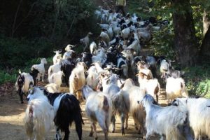 Uludağ eteklerindeki s&uuml;r&uuml;lere ayı tehdidi!