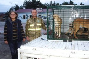 A&ccedil; kalan ayılar sokak k&ouml;peklerine saldırdı !