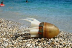 Octobot ile Akdeniz'de yeni keşifler