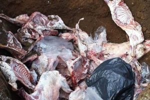 1 ton ka&ccedil;ak ete g&ouml;zaltı