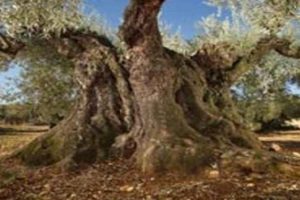 Bin 350 yıldır meyve vermeye devam ediyor