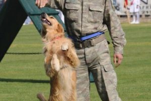 Eğitimli k&ouml;peklerin g&ouml;sterisi ilgi &ccedil;ekti