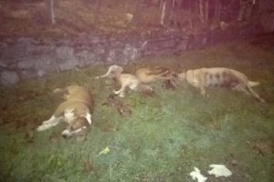 10 k&ouml;pek zehirlenerek &ouml;ld&uuml;r&uuml;ld&uuml;!