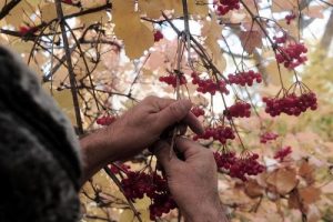 B&ouml;brek dostu 'gilaburu' dalından toplanmaya başlandı