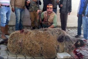 340 kiloluk domuz &ouml;ld&uuml;r&uuml;ld&uuml;