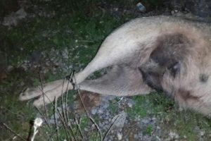 Vahşet! K&ouml;peği ayaklarından bağlayıp &ouml;ld&uuml;rd&uuml;ler