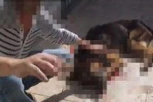 12 yıllık k&ouml;peğini cadde ortasında &ouml;ld&uuml;rd&uuml;