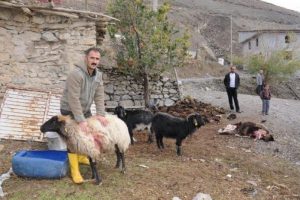 Hakkari'de sokak k&ouml;pekleri 7 koyunu telef etti