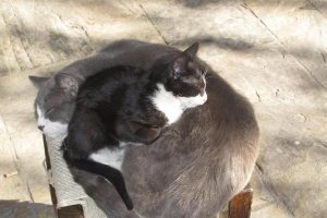 Pastırma ayı sokak kedilerine yaradı