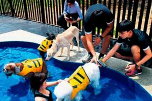K&ouml;pek otelinin gecesi 850 lira