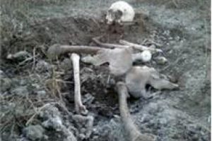 Dehşet! Araziden insan kemikleri fışkırdı!