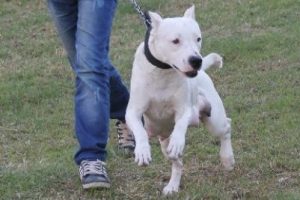 Parkta g&ouml;revini yapıyordu dehşeti yaşadı