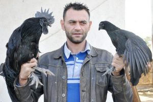 Bu horoz ve tavuk bir servet değerinde