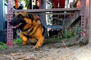Bu kahramanlar asker gibi eğitiliyor