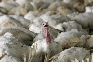 Almanya'da kuş gribi ortaya &ccedil;ıktı