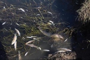 Bursa'da toplu balık &ouml;l&uuml;mleri korkuttu!