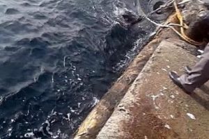 Boğaz'da yine yaban domuzu şaşkınlığı yaşandı