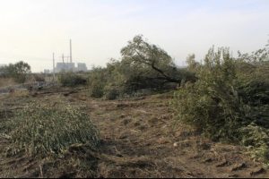 Kesilen zeytin ağa&ccedil;larına bakamıyor
