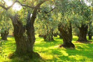 'Zeytin ağacı kıyımının s&uuml;rmesinden endişeliyiz'