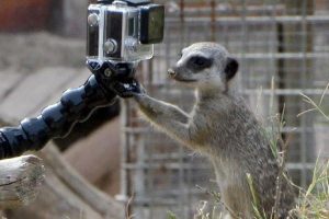 Lemur ve mirketler doğal yaşam parkının g&ouml;zdeleri