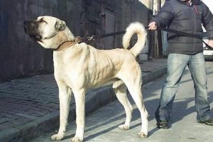 Oyuncu &ccedil;ifte saldıran kangalın sahibine 3 yıl