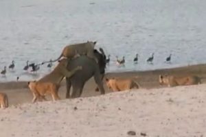 Cesur fil aslan s&uuml;r&uuml;s&uuml;n&uuml; alt etti