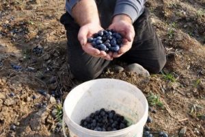 Kesilen ağa&ccedil;ların zeytinlerine h&uuml;z&uuml;nl&uuml; hasat