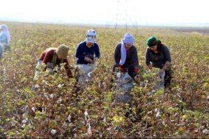 Kobani'ye destek i&ccedil;in pamuk tarlalarında &ccedil;ılışıyorlar