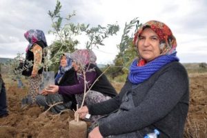 Yırca Muhtarı'ndan zeytin ricası