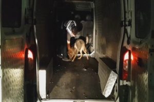 21 kilo eroini kahraman k&ouml;pekler buldu