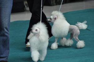 Bak&uuml; K&ouml;pek Festivali'nden renkli g&ouml;r&uuml;nt&uuml;ler
