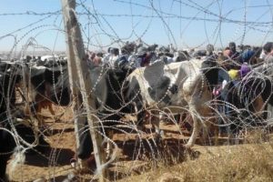 Sınırdaki hayvanlara 125 ton yem verildi