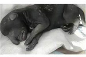 'Fil başlı' k&ouml;pek yavrusu doğdu