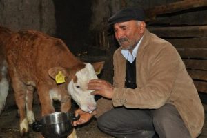 K&ouml;pekleri uyutup 4 ineği &ccedil;aldılar