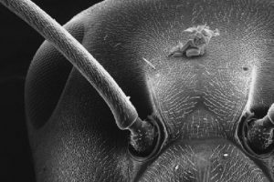 Milimetrenin 1000'de 1'i b&uuml;y&uuml;kl&uuml;ğ&uuml;nde heykeller