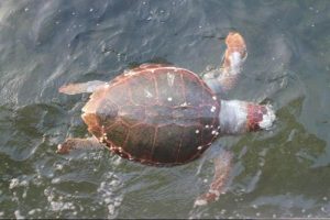 &Ouml;l&uuml;  caretta carettalar sahile vurdu