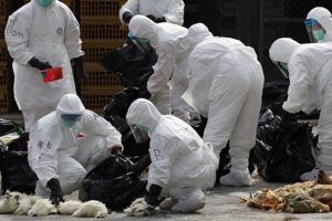 H5N1 yeniden canlandı!