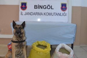 Samanlığa esrar baskını!