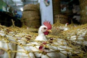 Tavuk yemeden &ouml;nce bir kez daha d&uuml;ş&uuml;n&uuml;n!