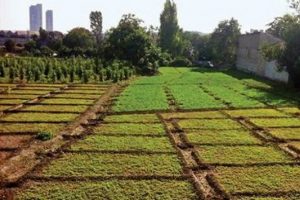 Yedikule Bostanları imara a&ccedil;ılıyor
