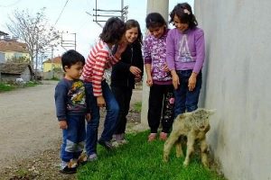 6 bacaklı kuzu g&ouml;renleri hayrete d&uuml;ş&uuml;rd&uuml;